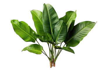 Banana plant, fresh green tropical leaves isolated on transparent background, PNG