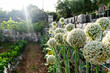 © Sarah Rypma - white allium onions growing in garden