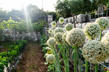 White Allium Onions Growing In Garden
