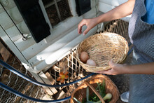 Child Collecting Eggs On A Farm Into A Basket