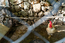 Rooster In A Caged Enclosure On A Farm