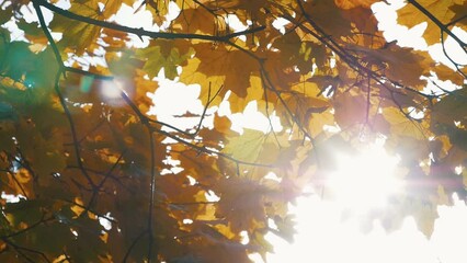 Wall Mural - The sun's glare breaks through the autumn foliage of the maple
