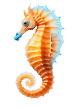 Seahorse Isolated On Transparent Background (PNG)