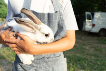 Young Child Holding White Bunny On A Farm