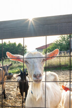 Goat With Head Between Fence Looking At Camera