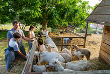 People Hand-feeding Goats Leaves On A Farm