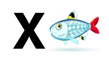 X Letter Big Black With X-ray Fish Cartoon Animation. Animal Loop. Educational Serie With Bold Style Character For Children. Good For Education Movies, Presentation, Learning Alphabet, Etc...