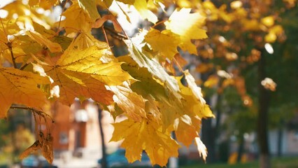 Wall Mural - The sun's glare breaks through the autumn foliage of the maple