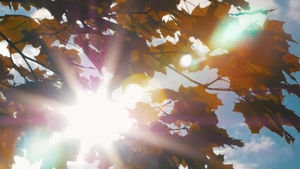 Wall Mural - The sun's glare breaks through the autumn foliage of the maple