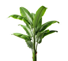 Banana Tree, Fresh Green Tropical Plant Leaves Isolated On Transparent Background, PNG