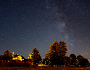 Wall Mural - trees in the night with milky way