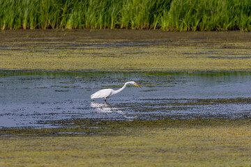 Canvas Print - The great egret (Ardea alba) on the hunt. This bird also known as the common egret, large egret, or  great white egret or great white heron.