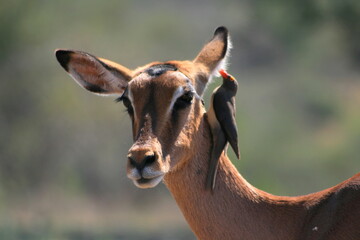 impala antelope portrait, kruger national park, south africa