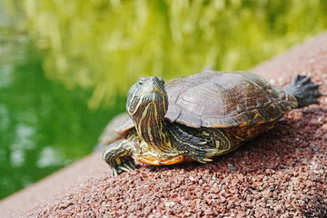 Poster - Baby Red Eared Slider Habitat| turtle|紅耳龜