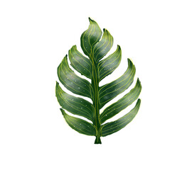 Wall Mural - Monstera leaf, watercolor painting.Isolated on transparent background PNG file