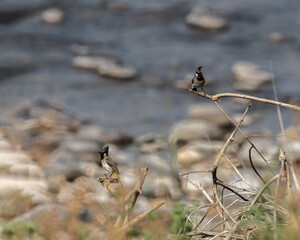 Wall Mural - A Pair of Himalayan Bulbul