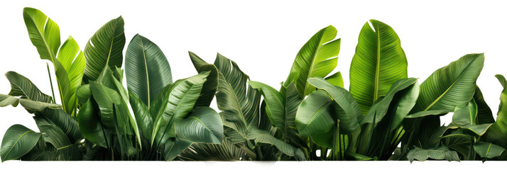 Tropical leaves banner isolated on transparent background, PNG. Fresh tropic plant leaf variety. 