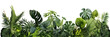 Tropical leaves banner isolated on transparent background, PNG. Fresh tropic plant leaf variety. 
