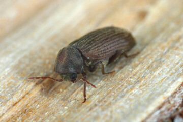 Wall Mural - Woodworm or Furniture beetle (Anobium punctatum). The beetle on the wood in which its larvae develop.