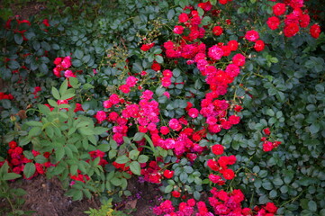 Wall Mural - Red blooming roses in the garden.