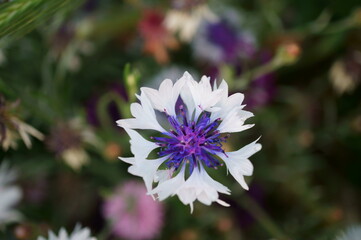 Sticker - A flowering cornflower. Beautiful wildflowers.