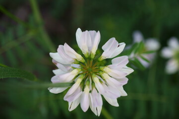 Poster - Variegated blooming Vyazel letov. Wild flower.