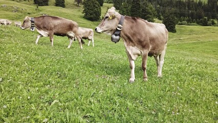 Wall Mural - Swiss cows