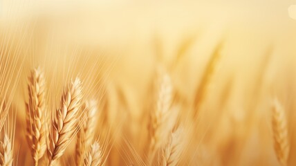 Wall Mural - wheat field. web banner with copy space. generative ai