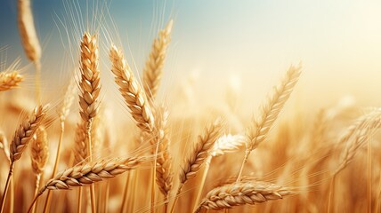 Wall Mural - wheat field. web banner with copy space. generative ai
