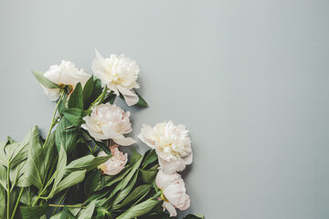 Beautiful white peony flowers on a grey background with copy space for your text top view and flat lay style