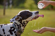The dog drinks water from a plastic bottle. Pet owner taking care of his dalmatian on a hot sunny day, animal care concept