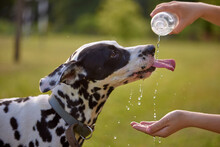 The Dog Drinks Water From A Plastic Bottle. Pet Owner Taking Care Of His Dalmatian On A Hot Sunny Day, Animal Care Concept