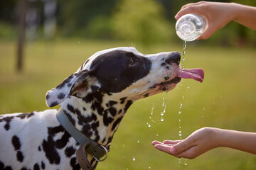 Wall Mural - The dog drinks water from a plastic bottle. Pet owner taking care of his dalmatian on a hot sunny day, animal care concept