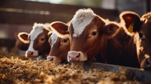 Close Up Of Calves On An Animal Farm Eating Food—meat Industry Concept.