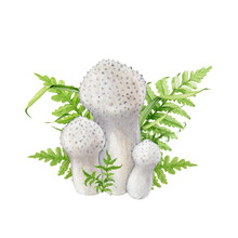 Puffball Mushroom Group With Fern And Green Grass. Watercolor Illustration. Common Puffball Forest Mushroom Group With Greens. Isolated On White Background. Edible Tasty Delicious Fungi Natural Image