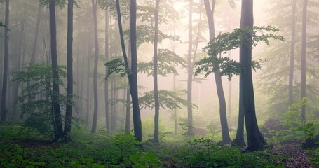 Wall Mural - beautiful nature at morning in the misty spring green forest with sun rays and fog, misty wood 4k vi