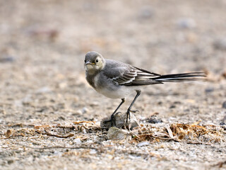 Wall Mural - Juvenile White wagtail (Motacilla alba)