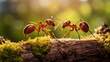 Macro shoot of Two ants meeting on wood, teamwork and collaboration concept