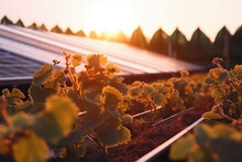 Solar Panels On A Farm In Autumn With Grown Plants