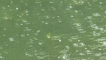 Raindrops On River Surface With Bubbles And Green Water Ripples Texture Abstract Pattern 4k Footage With Sound