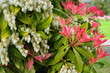 Pieris Japonica Forest Flame branch with white bell-shaped flowers and brightly colored young leaves. Known commonly in North America as Andromedas or Fetterbushes, Evergreen shrub.