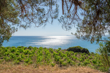 Wall Mural - View of the vineyard on the shore and Aegean Sea, Kolymvari (Kolymbari), Platanias, Crete, Greece