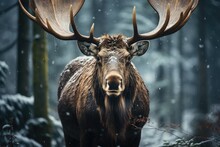 Majestic Moose In The Snow In The Forest. Generative AI
