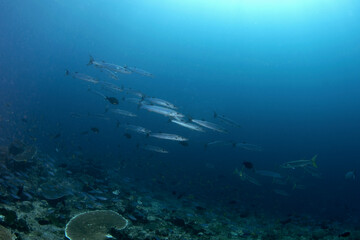 Poster - Blackfin barracudas are swimming in the small shoal. Sphyraena qenie during dive in Raja Ampat. Long silver fish predator near the sea bed . Marine life in Indonesia.