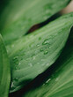 Close up view of the green leaves after rains