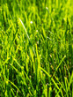 Grass lawn background in the garden at sunny day
