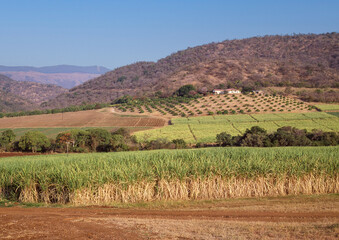 Canvas Print - Sugar Cane Growing in South Africa.