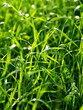 Fresh grass lawn close up view