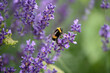 Bumble bee on a lavender flower