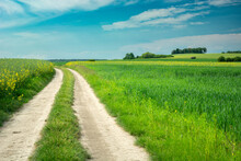 Dirt Road Through Green Fields And Blue Sky, June Day, Eastern Poland